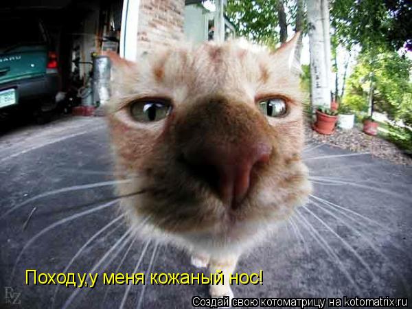 Походу,у меня кожаный нос!... Котоматрица: Походу,у меня кожаный нос!