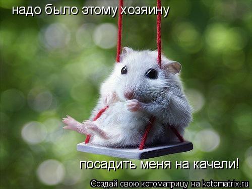надо было этому хозяину посадить меня на качели!... Котоматрица: надо было этому хозяину посадить меня на качели!