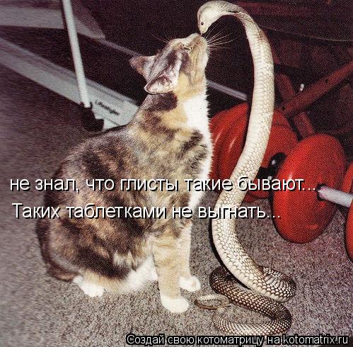 Котоматрица: не знал, что глисты такие бывают... Таких таблетками не выгнать...