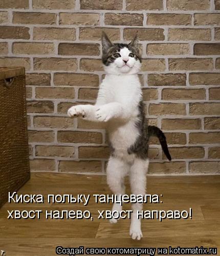 Котоматрица: Киска польку танцевала: хвост налево, хвост направо!