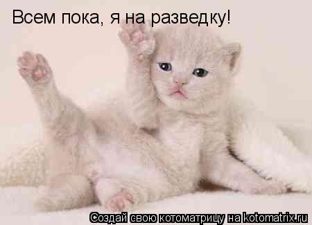 Котоматрица: Всем пока, я на разведку!