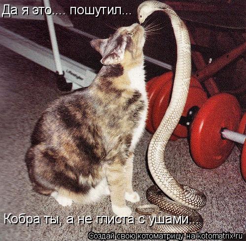 Котоматрица: Да я  Да я это.... пошутил... Кобра ты, а не глиста с ушами...