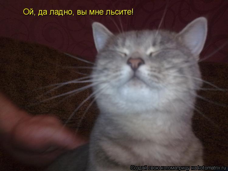 Ой, да ладно, вы мне льсите!... Котоматрица: Ой, да ладно, вы мне льсите!