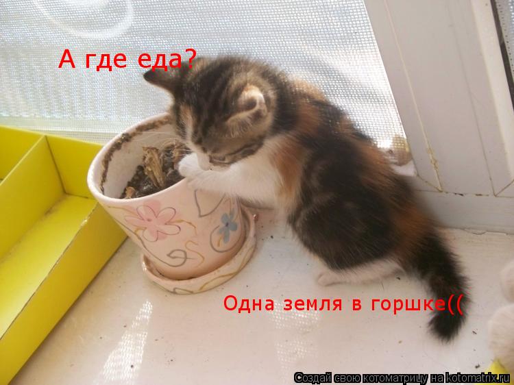 Котоматрица: А где еда? А где еда? Одна земля в горшке((