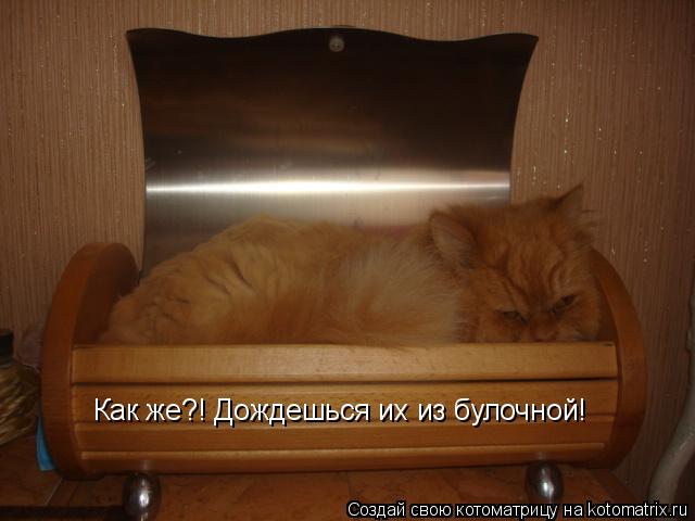 Котоматрица: Как же?! Дождешься их из булочной!