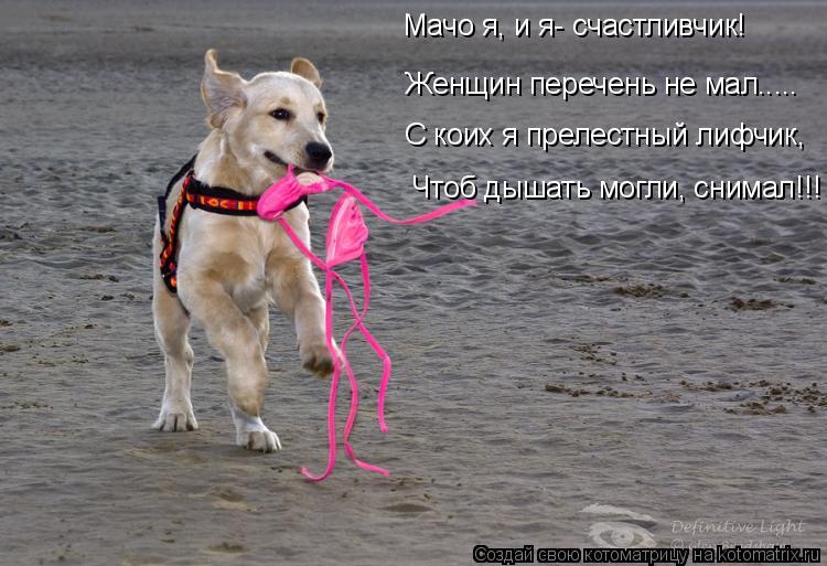 Котоматрица: Мачо я, и я- счастливчик! С коих я прелестный лифчик, Чтоб дышать могли, снимал!!! Женщин перечень не мал.....