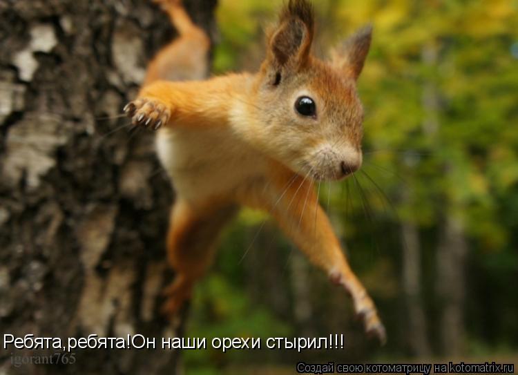 Котоматрица: Ребята,ребята!Он наши орехи стырил!!!