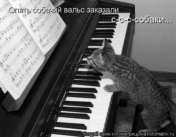 Опять собачий вальс заказали с-с-с-собаки...... Котоматрица: Опять собачий вальс заказали с-с-с-собаки...