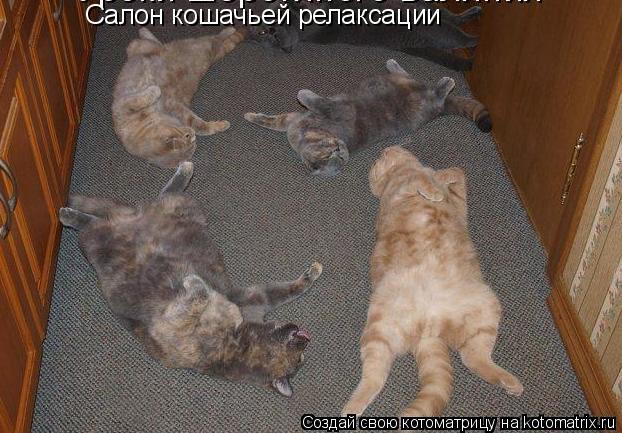 Котоматрица: Салон кошачьей релаксации