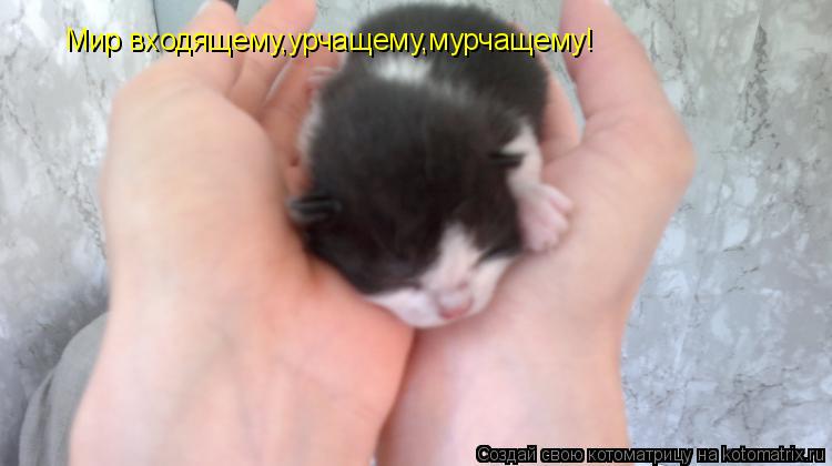 Мир входящему,урчащему,мурчащему!... Котоматрица: Мир входящему,урчащему,мурчащему!