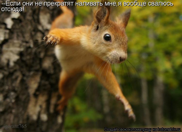 Котоматрица: --Если они не прекратят наливать мне,я вообще свалюсь  отсюда!