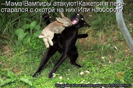 Котоматрица: --Мама!Вампиры атакуют!Кажется,я пере- старался с охотой на них! Или наоборот?