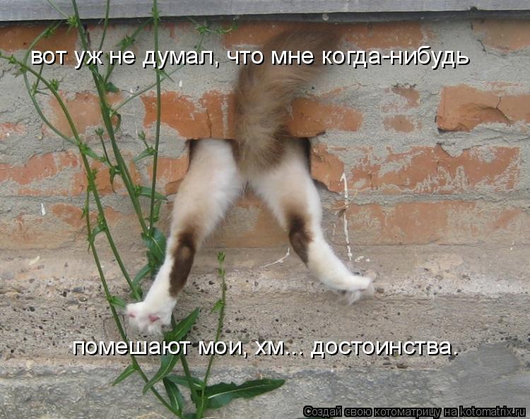 Котоматрица: вот уж не думал, что мне когда-нибудь  помешают мои, хм... достоинства.