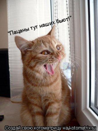 Котоматрица: "Пацаны тут наших бьют!"