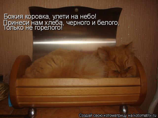 Котоматрица: Божия коровка, улети на небо! Принеси нам хлеба, черного и белого, Только не горелого!