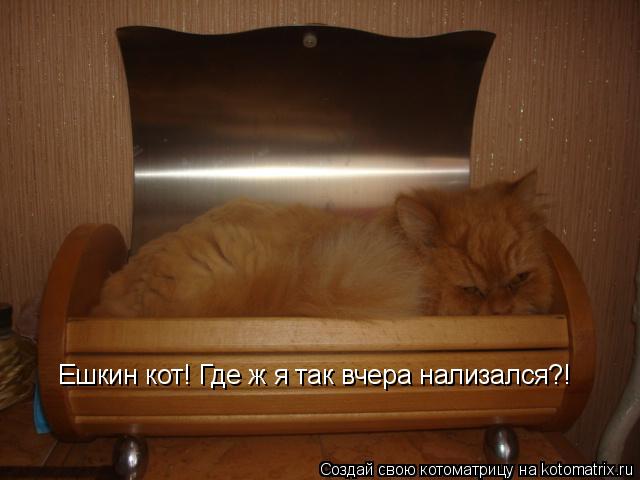 Котоматрица: Ешкин кот! Где ж я так вчера нализался?!