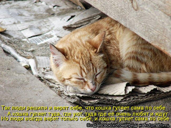Котоматрица: А кошка гуляет туда, где уют, туда где её очень любят и ждут Так люди решили и верят себе, что кошка гуляет сама по себе Но люди всегда верят т