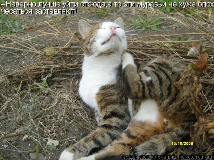Котоматрица: --Наверно,лучше уйти отсюда,а то эти муравьи не хуже блох чесаться заставляют!..