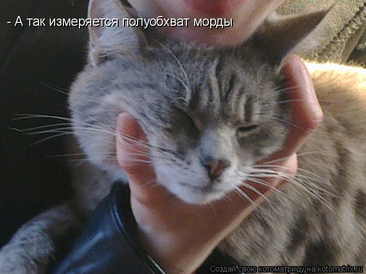 - А так измеряется полуобхват морды... Котоматрица: - А так измеряется полуобхват морды