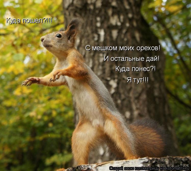 Куда пошел?!!! С мешком моих орехов! И остальные дай! Куда понес?! Я тут!!!... Котоматрица: Куда пошел?!!! С мешком моих орехов! И остальные дай! Куда понес?! Я тут!!!