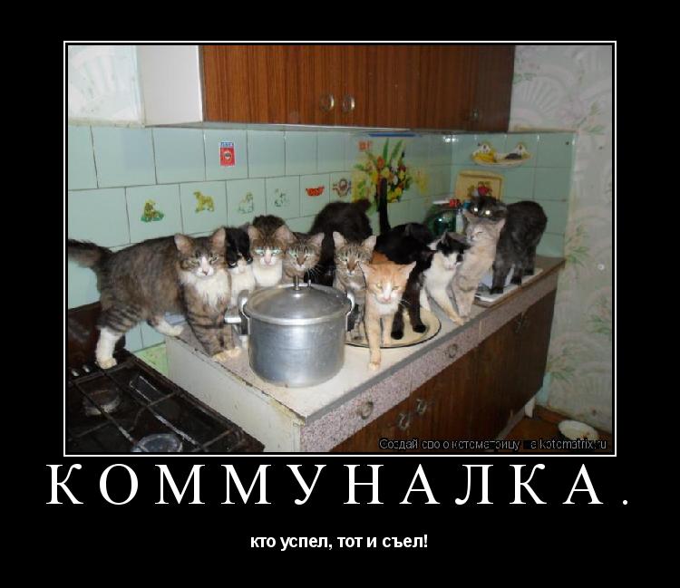 Котоматрица: коммуналка. кто успел, тот и съел!