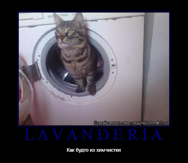 LAVANDERIA Как будто из химчистки... Котоматрица: LAVANDERIA Как будто из химчистки