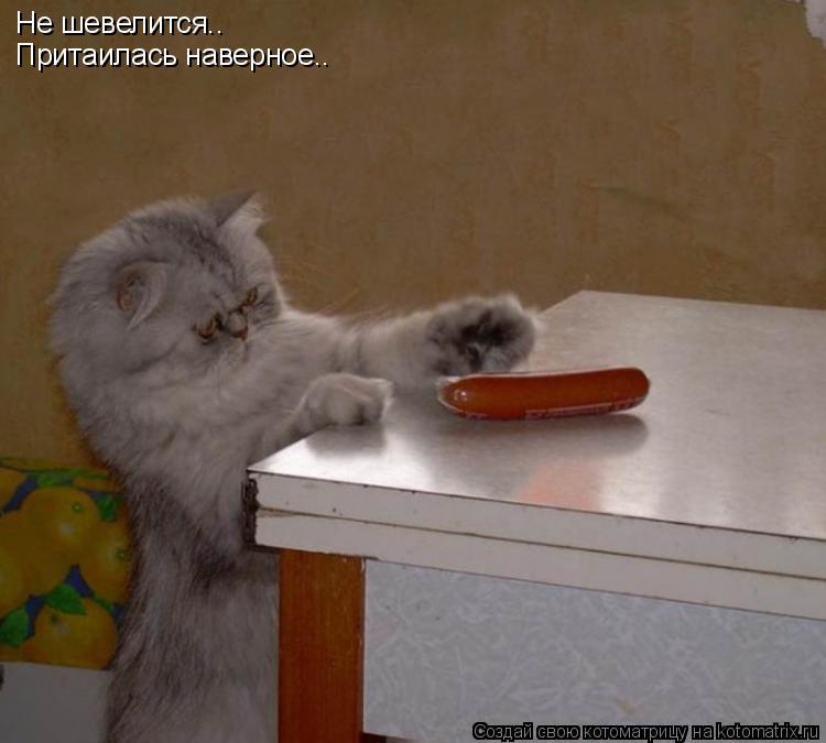 Не шевелится.. Притаилась наверное..... Котоматрица: Не шевелится.. Притаилась наверное..