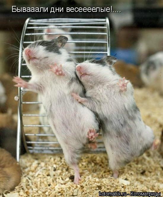 Бывааали дни весеееелые!....... Котоматрица: Бывааали дни весеееелые!....
