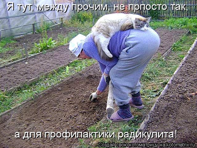 Я тут, между прочим, не прпосто так, а для профилактики радикулита!... Котоматрица: Я тут, между прочим, не прпосто так, а для профилактики радикулита!