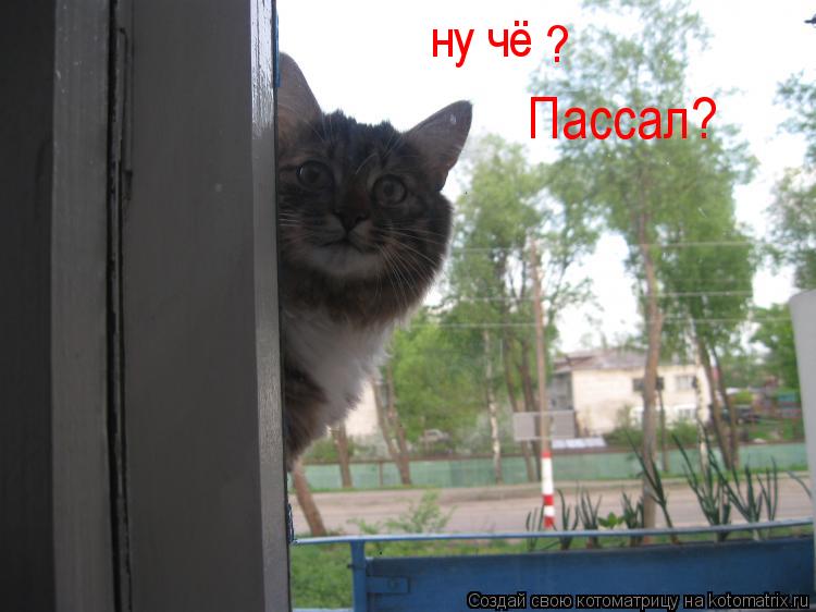 ну чё ? Пассал?... Котоматрица: ну чё ? Пассал?