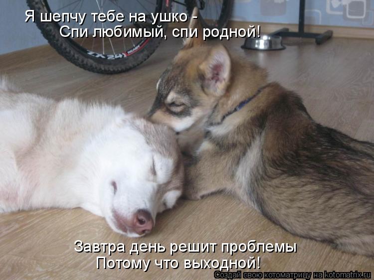 Я шепчу тебе на ушко - Спи любимый, спи родной! Завтра день решит проблемы Потому что выходной!... Котоматрица: Я шепчу тебе на ушко - Спи любимый, спи родной! Завтра день решит проблемы Потому что выходной!