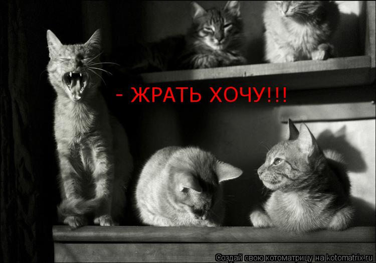 - ЖРАТЬ ХОЧУ!!!... Котоматрица: - ЖРАТЬ ХОЧУ!!!