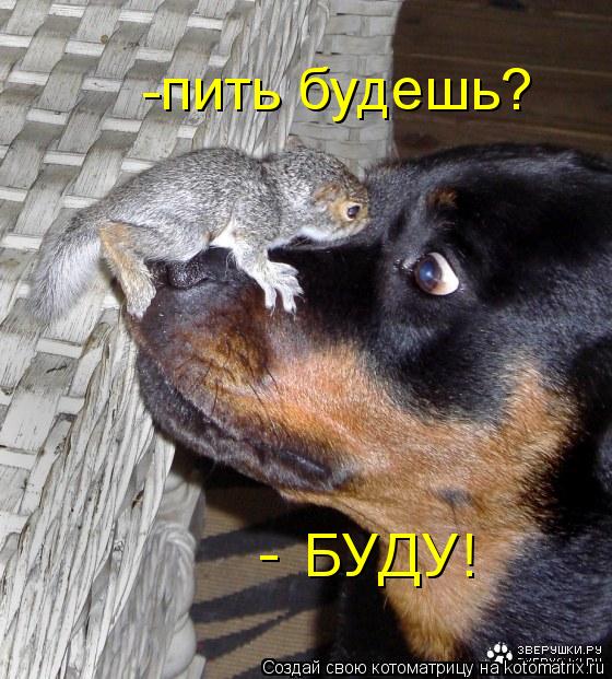 -пить будешь? - БУДУ!... Котоматрица: -пить будешь? - БУДУ!