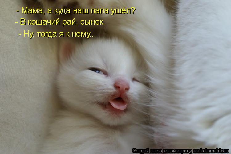 - Мама, а куда наш папа ушёл? - В кошачий рай, сынок. - Ну, тогда я к нему...... Котоматрица: - Мама, а куда наш папа ушёл? - В кошачий рай, сынок. - Ну, тогда я к нему...