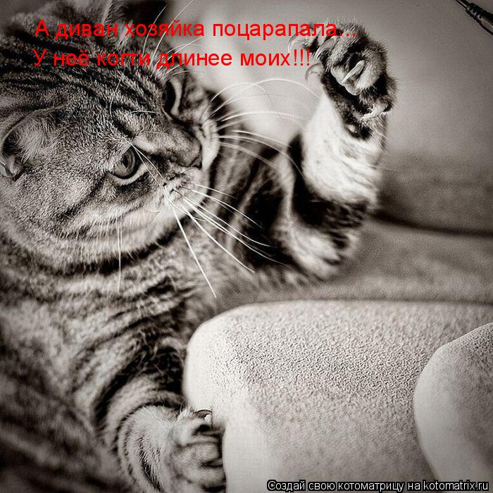 А диван хозяйка поцарапала... У неё когти длинее моих!!!... Котоматрица: А диван хозяйка поцарапала... У неё когти длинее моих!!!