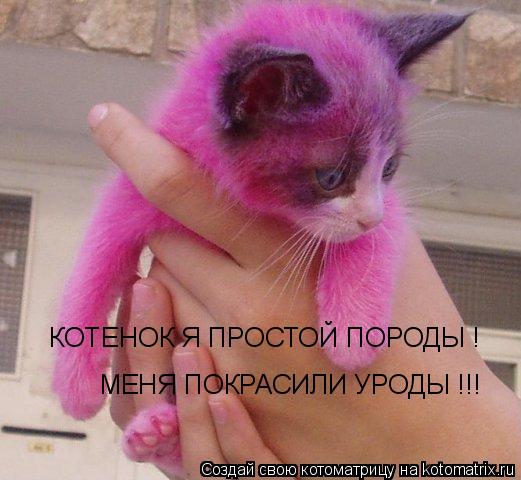 КОТЕНОК Я ПРОСТОЙ ПОРОДЫ ! МЕНЯ ПОКРАСИЛИ УРОДЫ !!!... Котоматрица: КОТЕНОК Я ПРОСТОЙ ПОРОДЫ ! МЕНЯ ПОКРАСИЛИ УРОДЫ !!!