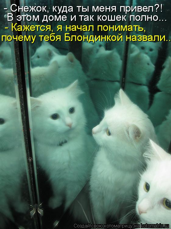 Котоматрица: - Снежок, куда ты меня привел?! В этом доме и так кошек полно... - Кажется, я начал понимать, почему тебя Блондинкой назвали...