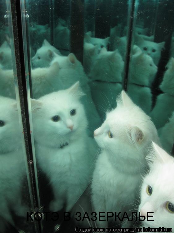 КОТЭ В ЗАЗЕРКАЛЬЕ... Котоматрица: КОТЭ В ЗАЗЕРКАЛЬЕ