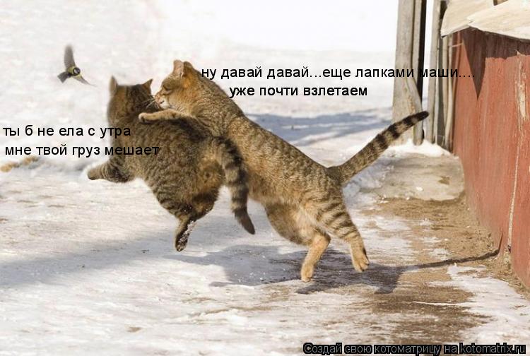 ну давай давай...еще лапками маши.... уже почти взлетаем уже почти взлетаем ты б не ела с утра мне тв... Котоматрица: ну давай давай...еще лапками маши.... уже почти взлетаем уже почти взлетаем ты б не ела с утра мне твой груз мешает