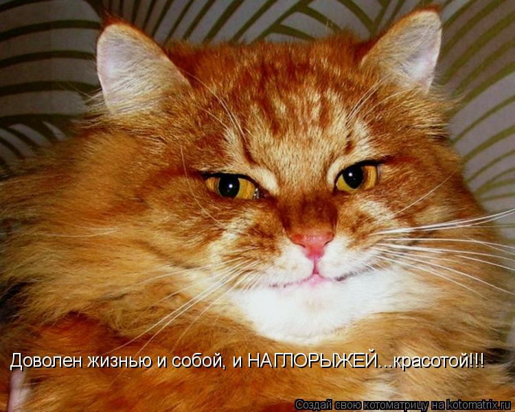 Котоматрица: Доволен жизнью и собой, и НАГЛОРЫЖЕЙ...красотой!!!