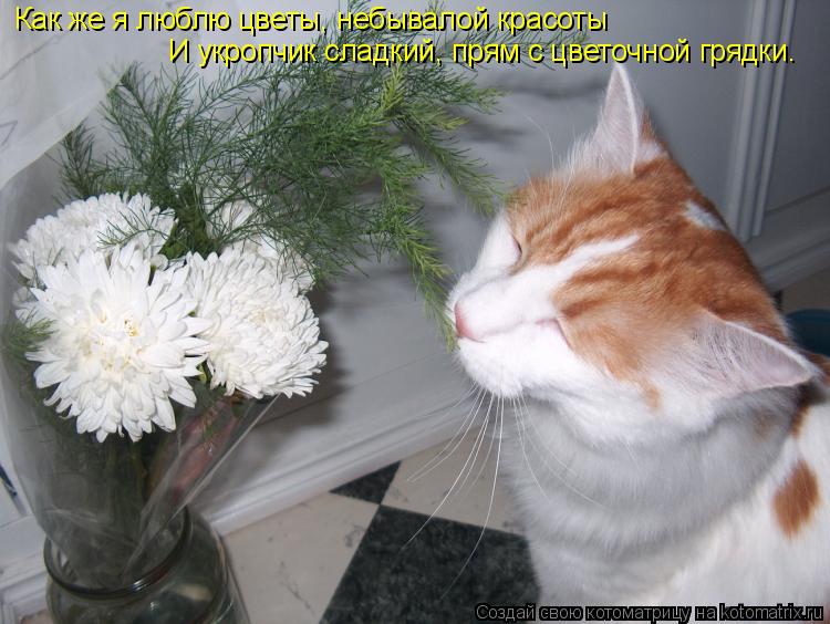 Котоматрица: И укропчик сладкий, прям с цветочной грядки. Как же я люблю цветы, небывалой красоты