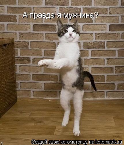 Котоматрица: А правда я мужчина?