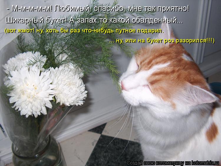 Котоматрица: - М-м-м-м-м! Любимый, спасибо, мне так приятно! Шикарный букет! А запах то какой обалденный... (вот жмот! ну, хоть бы раз что-нибудь путное подарил
