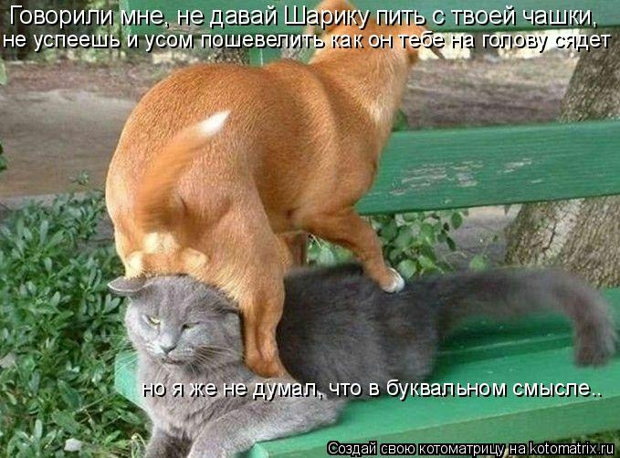 Говорили мне, не давай Шарику пить с твоей чашки, не успеешь и усом пошевелить как он тебе на голову... Котоматрица: Говорили мне, не давай Шарику пить с твоей чашки, не успеешь и усом пошевелить как он тебе на голову сядет но я же не думал, что в буквальном
