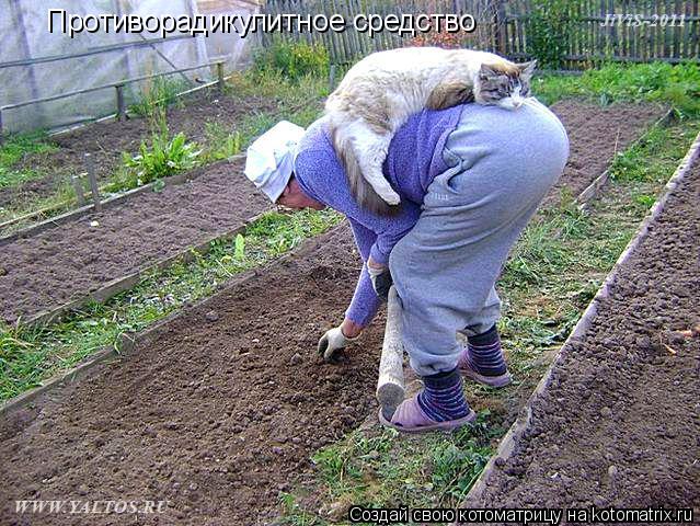Котоматрица: Противорадикулитное средство