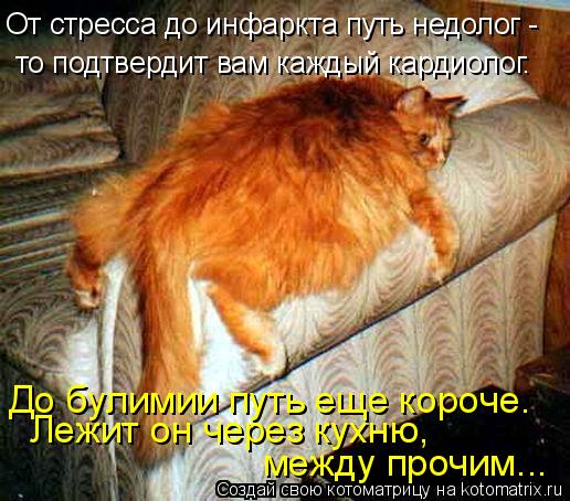 От стресса до инфаркта путь недолог - то подтвердит вам каждый кардиолог. До булимии путь еще короч... Котоматрица: От стресса до инфаркта путь недолог - то подтвердит вам каждый кардиолог. До булимии путь еще короче. Лежит он через кухню, между прочим...