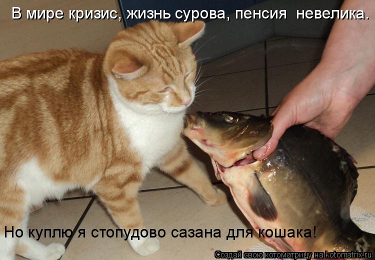 В мире кризис, жизнь сурова, пенсия невелика. Но куплю я стопудово сазана для кошака!... Котоматрица: В мире кризис, жизнь сурова, пенсия невелика. Но куплю я стопудово сазана для кошака!