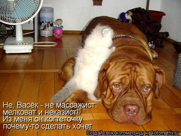 почему-то сделать хочет... мелковат и неказист! Не, Васёк - не массажист: Из меня он когтеточку... Котоматрица: почему-то сделать хочет... мелковат и неказист! Не, Васёк - не массажист: Из меня он когтеточку