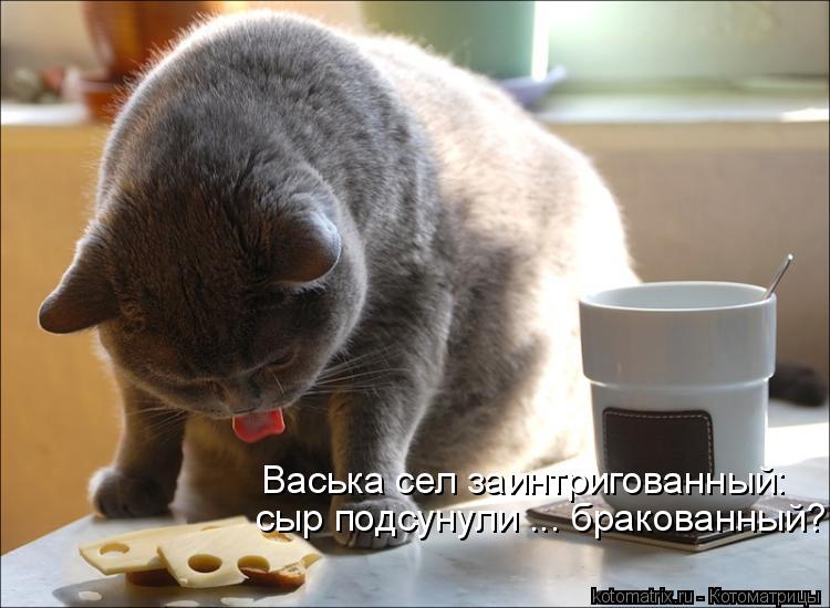 сыр подсунули ... бракованный? Васька сел заинтригованный:... Котоматрица: сыр подсунули ... бракованный? Васька сел заинтригованный: