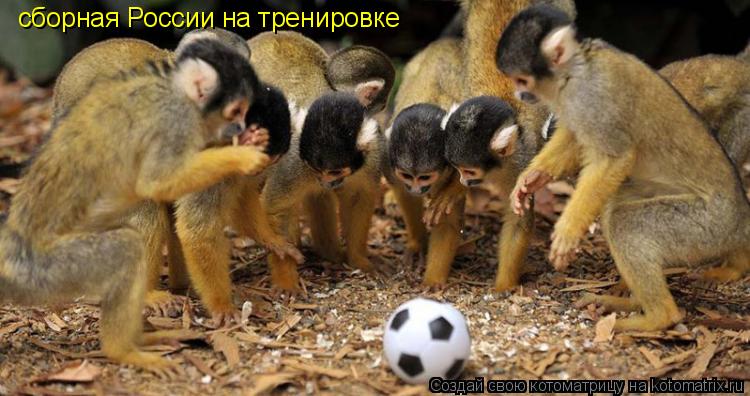 сборная России на тренировке... Котоматрица: сборная России на тренировке